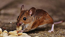 24 Hour & Emergency Exterminators in Fresno Bee, CA
